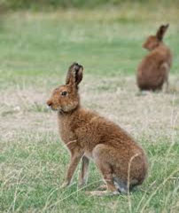Irish Hare Irish Hare