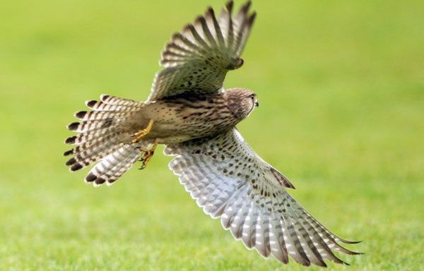 Kestral Bird of Prey Kestral