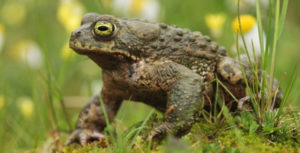 Natterjack Toad