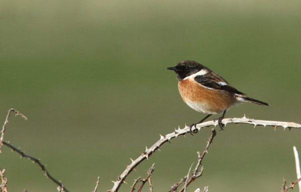 Stonechat Stonechat
