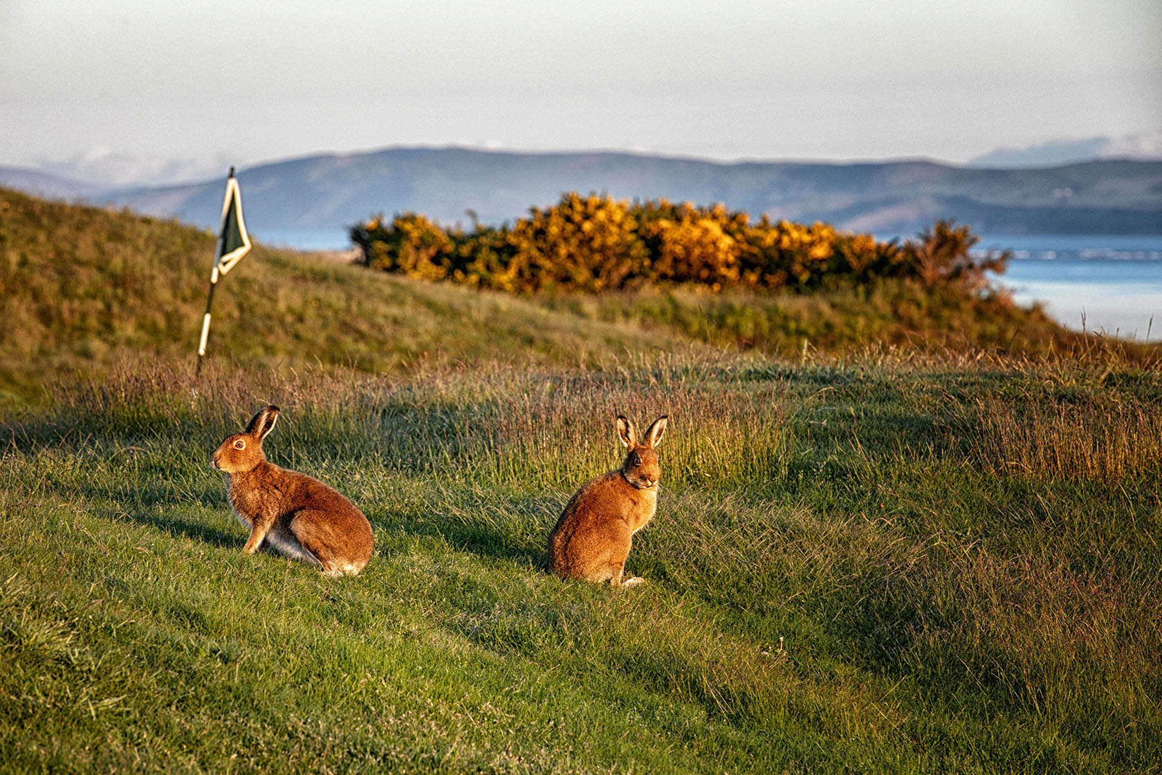 Dooks Golf Club Irish Hare